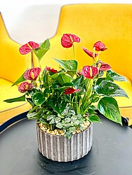 RED COCKTAIL
