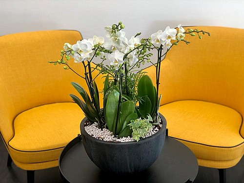 WILD ORCHID VIP