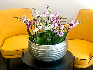BIG ORCHID COCKTAIL