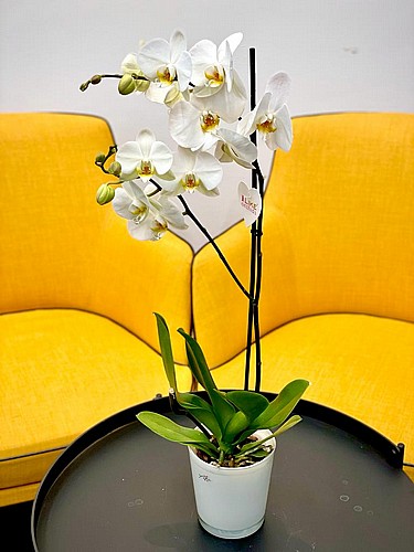 WONDERFUL ORCHID
