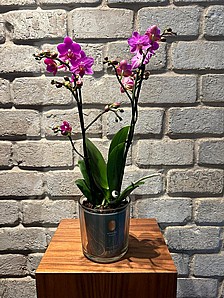 ���� ���� 2 �����