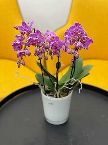  DOUBLE ORCHID