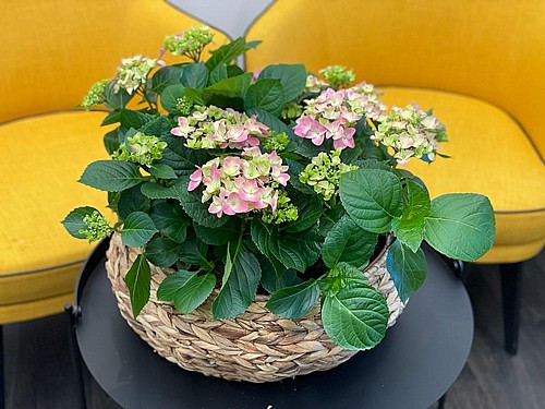 PINK HORTENSIA IN BASKET