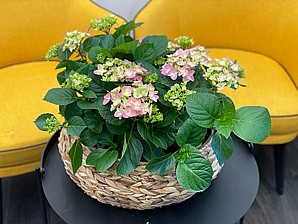PINK HORTENSIA IN BASKET