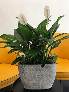 ������� ����������