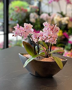 קוקטייל סחלבים בכלי סירה קוקטייל סחלבים בכלי סירה