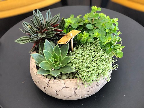  SPECIAL SUCCULENT