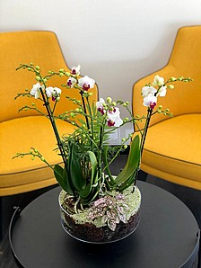 PURE ORCHID PURE ORCHID