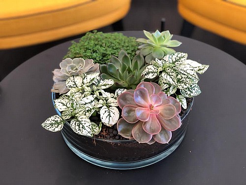  LOVELY SUCCULENT