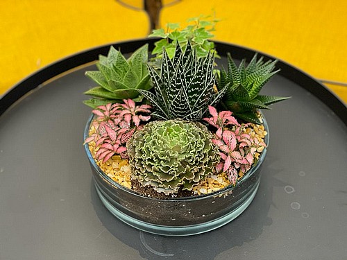  WONDERFUL SUCCULENT