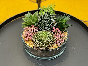  WONDERFUL SUCCULENT