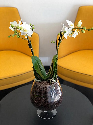 SPECIAL ORCHID