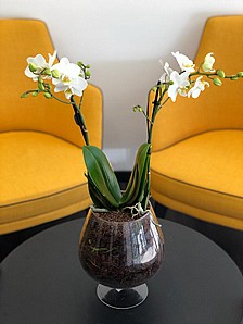 SPECIAL ORCHID