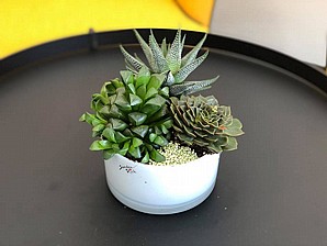 ������ ����� ���� �����