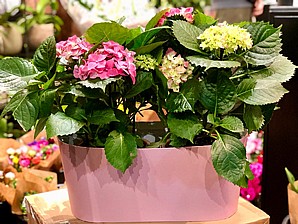 HORTENSIA IN BOX HORTENSIA IN BOX