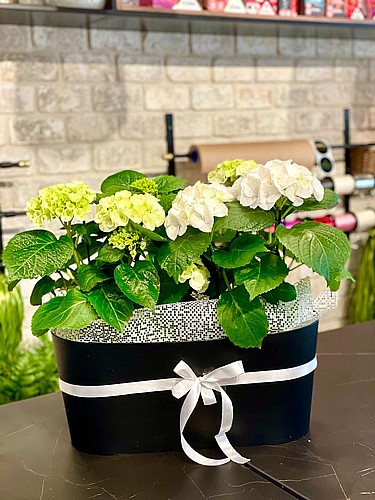 WHITE HORTENSIA IN BOX