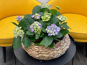 BLUE HORTENSIA IN BASKET BLUE HORTENSIA IN BASKET